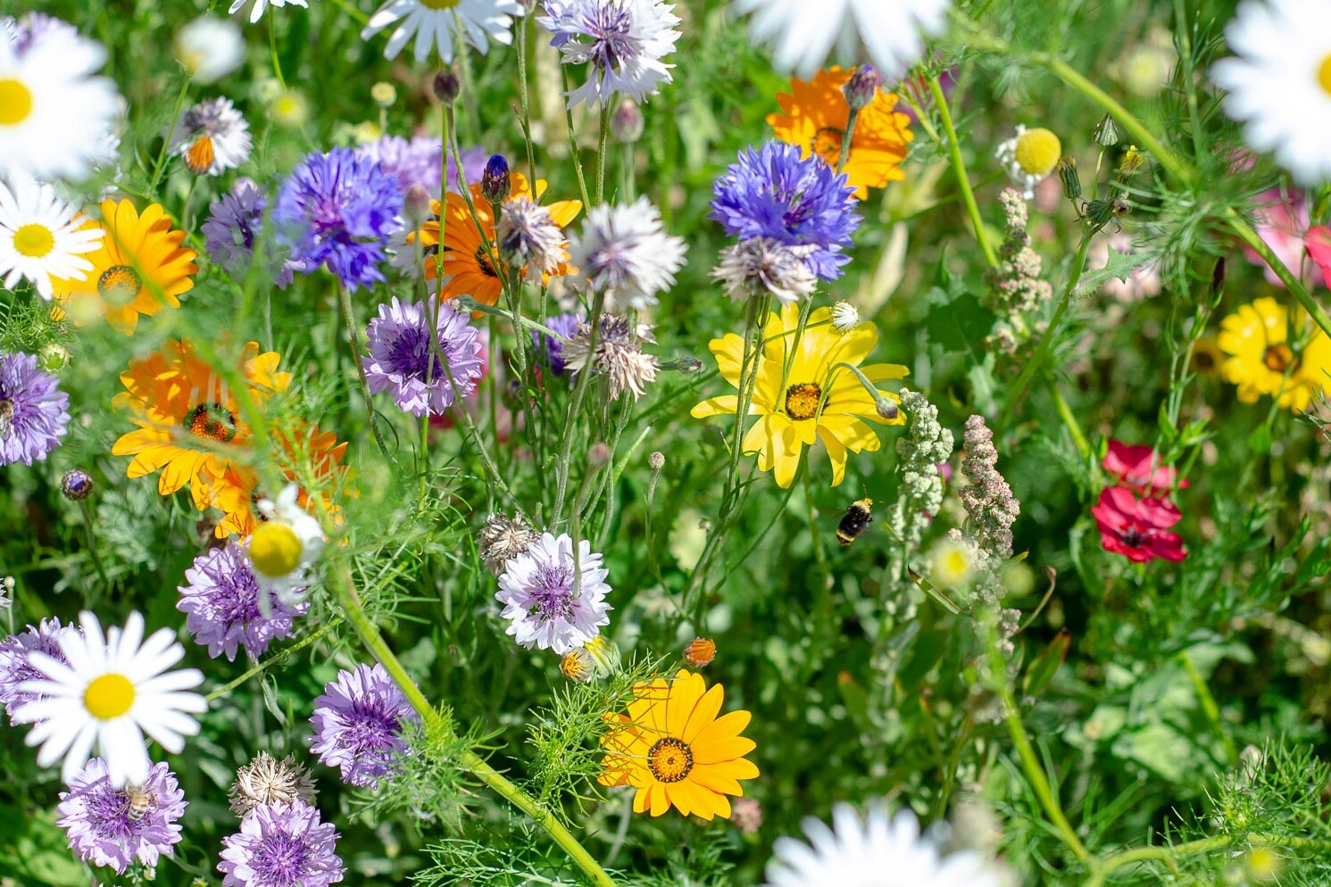 Border Free Bees